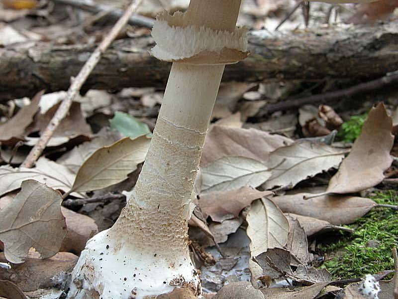 Questa volta una Macrolepiota